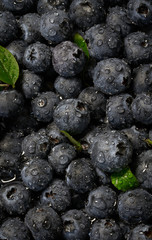 Fresh blueberries with leaves background with copy space for your text. Water dew drops. Vegan and vegetarian concept. Macro texture of blueberry berries. Summer healthy food.