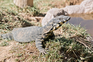 the roseberg lizard is a large lizard that can climb trees