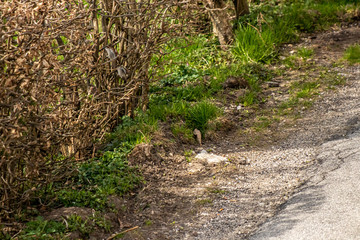 Two house sparrows hidden in fence
