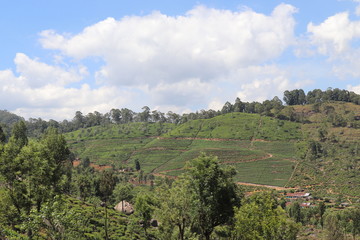 Obraz premium Plantations de thé Nuwara Eliya Ella Sri Lanka
