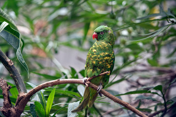 the scaly breasted lorikeet is green and yellow