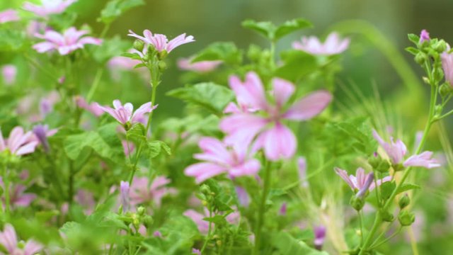 pan shot to the left of mallow flowers on a meadow with green grass and a flying bee (malva sylvestris)