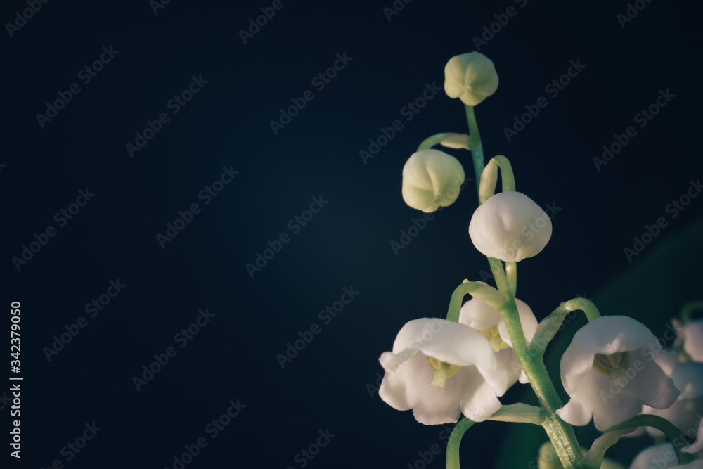 Poster Close up beautiful  Convallaria majalis on a black background pattern texture for design. Macro Photography View.