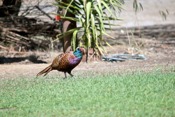 this is a side view of a pheasant
