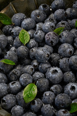 Fresh blueberries with leaves background with copy space for your text. Water dew drops. Vegan and vegetarian concept. Macro texture of blueberry berries. Summer healthy food.