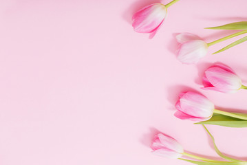 Fototapeta na wymiar beautiful pink tulips on pink background