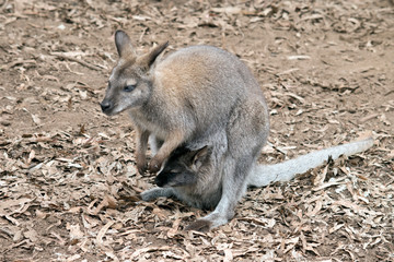 this is a side view of a red neck wallaby with a joey