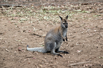 Fototapeta premium this is a young red necked wallaby
