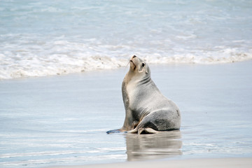 Fototapeta premium A sea lion on the beach at Seal Bay