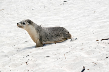 this is a sea lion pup on the beach at Seal Bay