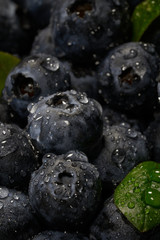 Fresh blueberries with leaves background with copy space for your text. Water dew drops. Vegan and vegetarian concept. Macro texture of blueberry berries. Summer healthy food.