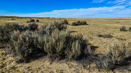 Desert landscape with dry plants in Ah-Shi-Sle-Pah Wilderness Study Area in San Juan County near the city of Farmington, New Mexico.