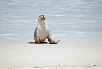 this is a female sea lion at Seal Bay