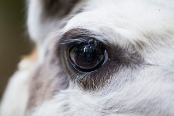 Fototapeta premium Close up of a Llama