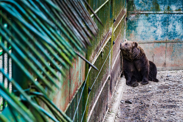 Suffering bear in a zoo with no living conditions. Save and protect the animals concept. 