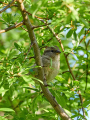A female House Sparrow (Passer domesticus) perched in a tree against a clear blue morning sky.