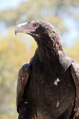this is a close up of a wedge tail eagle