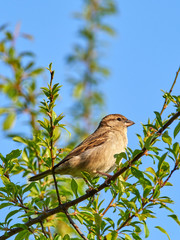 A female House Sparrow (Passer domesticus) perched in a tree against a clear blue morning sky.