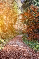 Autumn foliage in a forest with colorful trees. 