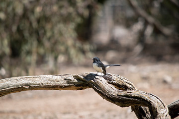 the willy wagtail is perched on a log