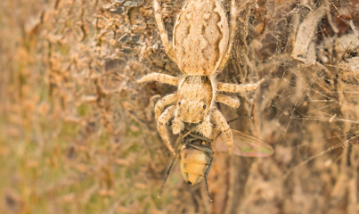 A jumping spider and a house fly in a garden