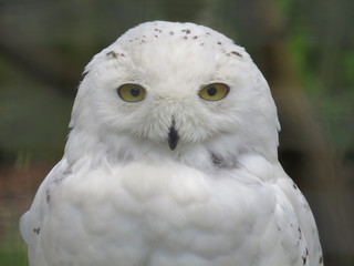 Fototapeta na wymiar Snowy owl