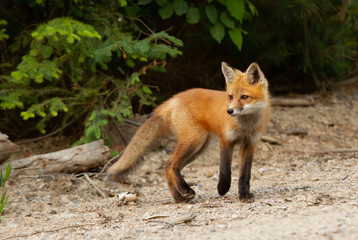  A Red fox kit (Vulpes vulpes) standing by the roadside in Algonquin Park in Canada