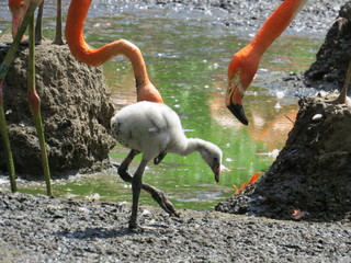 Flamingos with chick