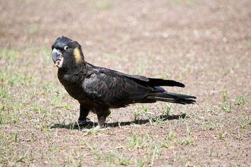 this is a side view of a yellow tailed black cockatoo