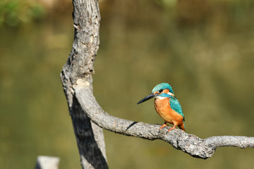 止まり木のカワセミ