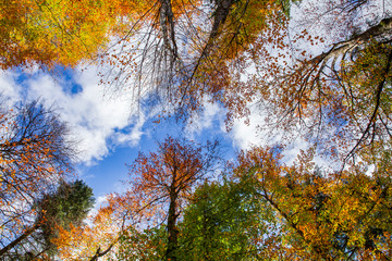 Autumn foliage in a forest with colorful trees. 