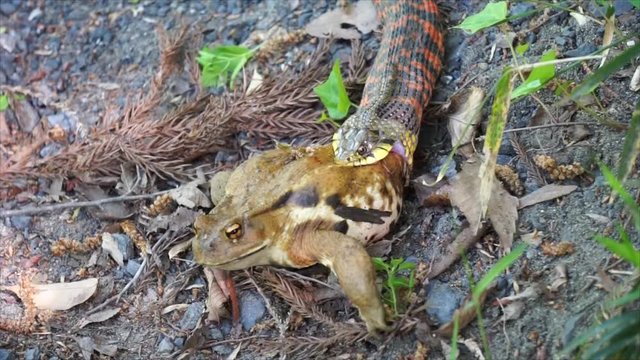Snake swallowing a frog 1
/3. The snake is known as Rhabdophis tigrinus, the tiger keelback, kkotbaem, or yamakagashi, the Colubridae family. The frog is Bufo japonicus or Japanese common toad.