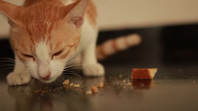 red and white cat eats from a floor of rusk food