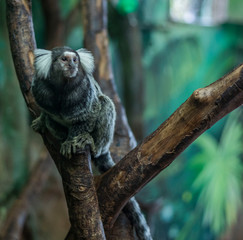 animal