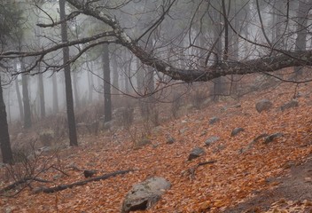 Fototapeta na wymiar Paisaje de otoño con niebla y hojas caídas