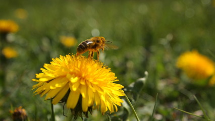 Yellow flower, wild bee, spring green grass, dandelion flower
