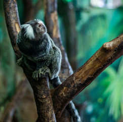 animal