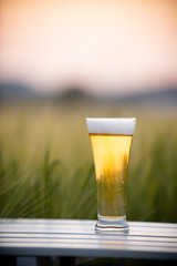 麦畑と生ビール