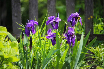Beautiful iris flowers in the garden in the early morning. Blue flower. Beautiful green background with an old wooden fence.