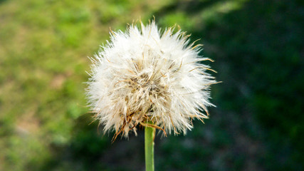 Dandelion, Clarens, Free State, South Africa