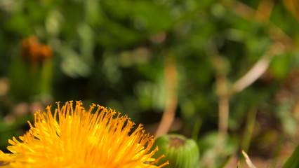 Yellow flower, dandelion, spring green grass
