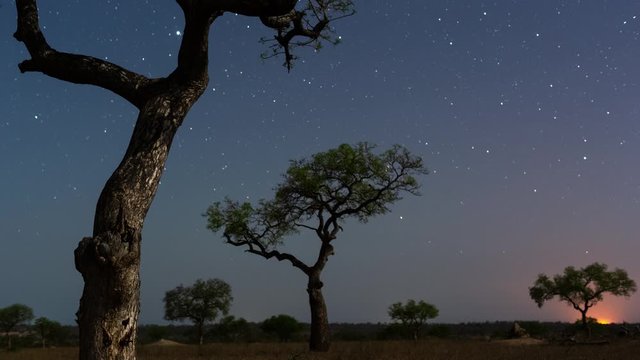 Abstract Marula tree trunk with beautiful texture in moonlight African landscape with silhouette trees in bush, dark skies, Milky Way astro timelapse as the moon sets over savannah grasslands.