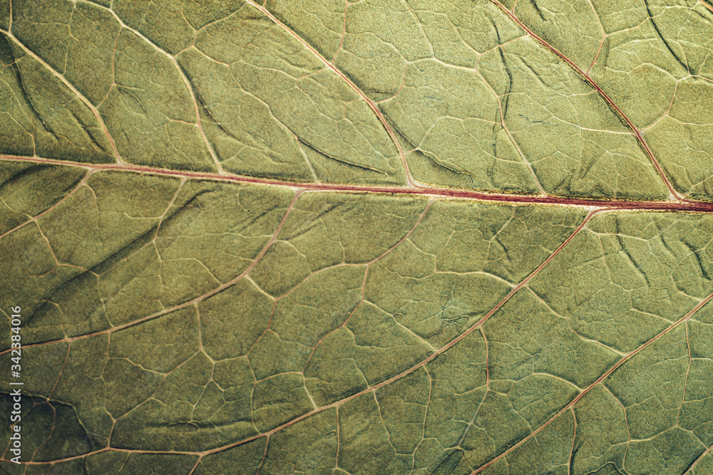 Poster close up beautiful green fresh leaf pattern background texture for design. macro photography view.