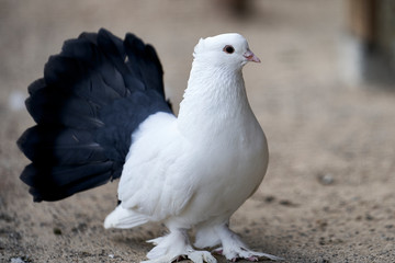 decorative dove