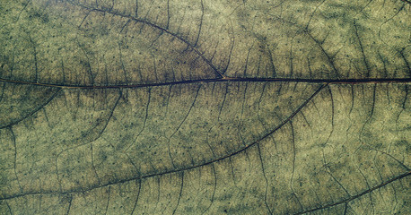 Close up Beautiful spring leaf pattern background texture for design. Macro photography view.