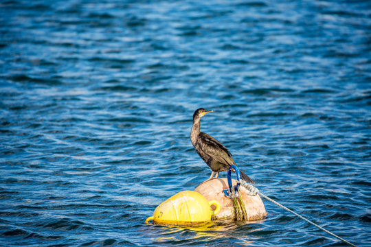Close-up of sunlit single cormorant bird is resting on a floating buoy at the port of Fanari village in Northern Greece. Sunny late autumn afternoon, travel wildlife photography