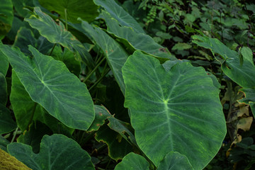 Obraz premium A fields of green taro leafs in Indian village