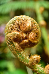 close up of a fern leaf