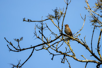 Song Thrush (Turdus philomelos) singing in the spring sunshine