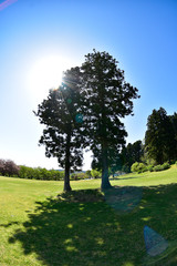 tree in the park